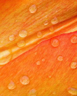 Kostenloses Dew Drops On Orange Petal Wallpaper für 640x960