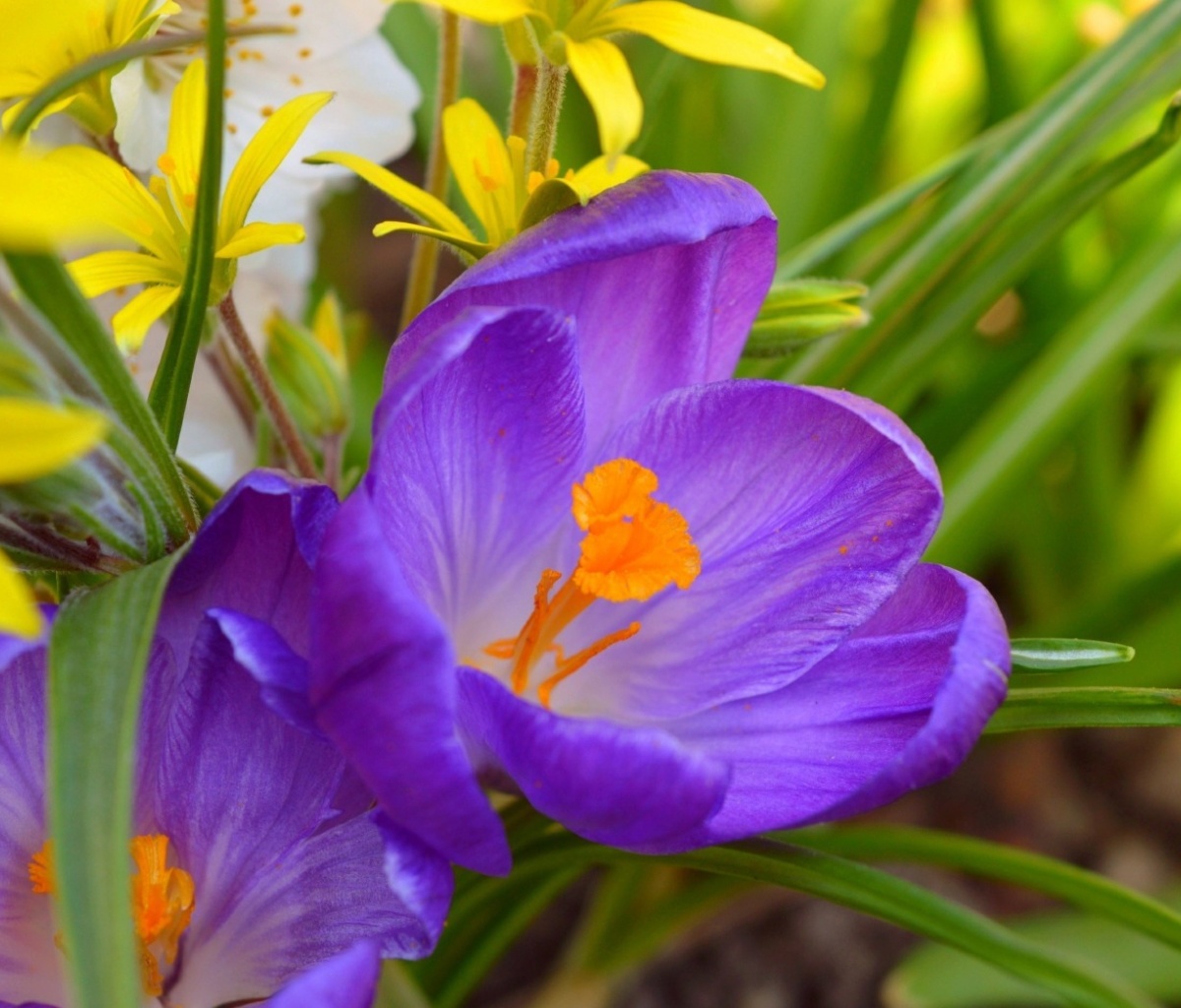 Screenshot №1 pro téma Spring Purple Crocus 1200x1024