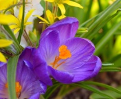 Screenshot №1 pro téma Spring Purple Crocus 176x144