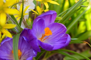 Spring Purple Crocus Picture for Android, iPhone and iPad