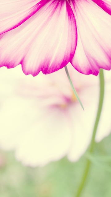 Flowers screenshot #1 360x640