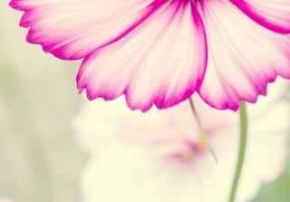 Flowers - Obrázkek zdarma pro Samsung Galaxy S3