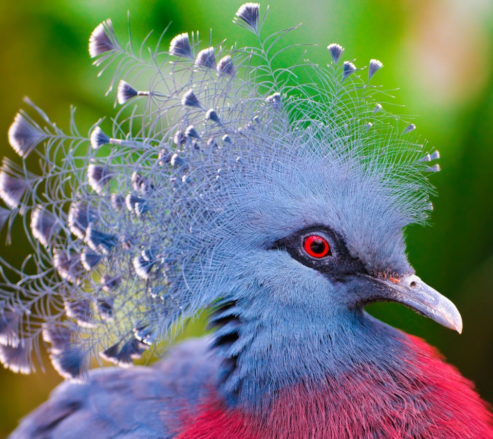 Screenshot №1 pro téma Victoria Crowned Pigeon 960x854