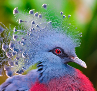 Victoria Crowned Pigeon - Obrázkek zdarma pro 1024x1024