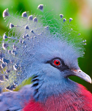 Victoria Crowned Pigeon - Obrázkek zdarma pro Nokia Asha 300