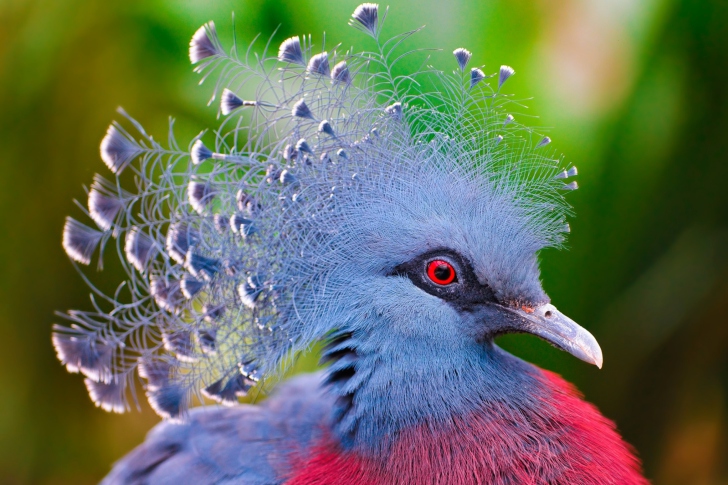 Sfondi Victoria Crowned Pigeon