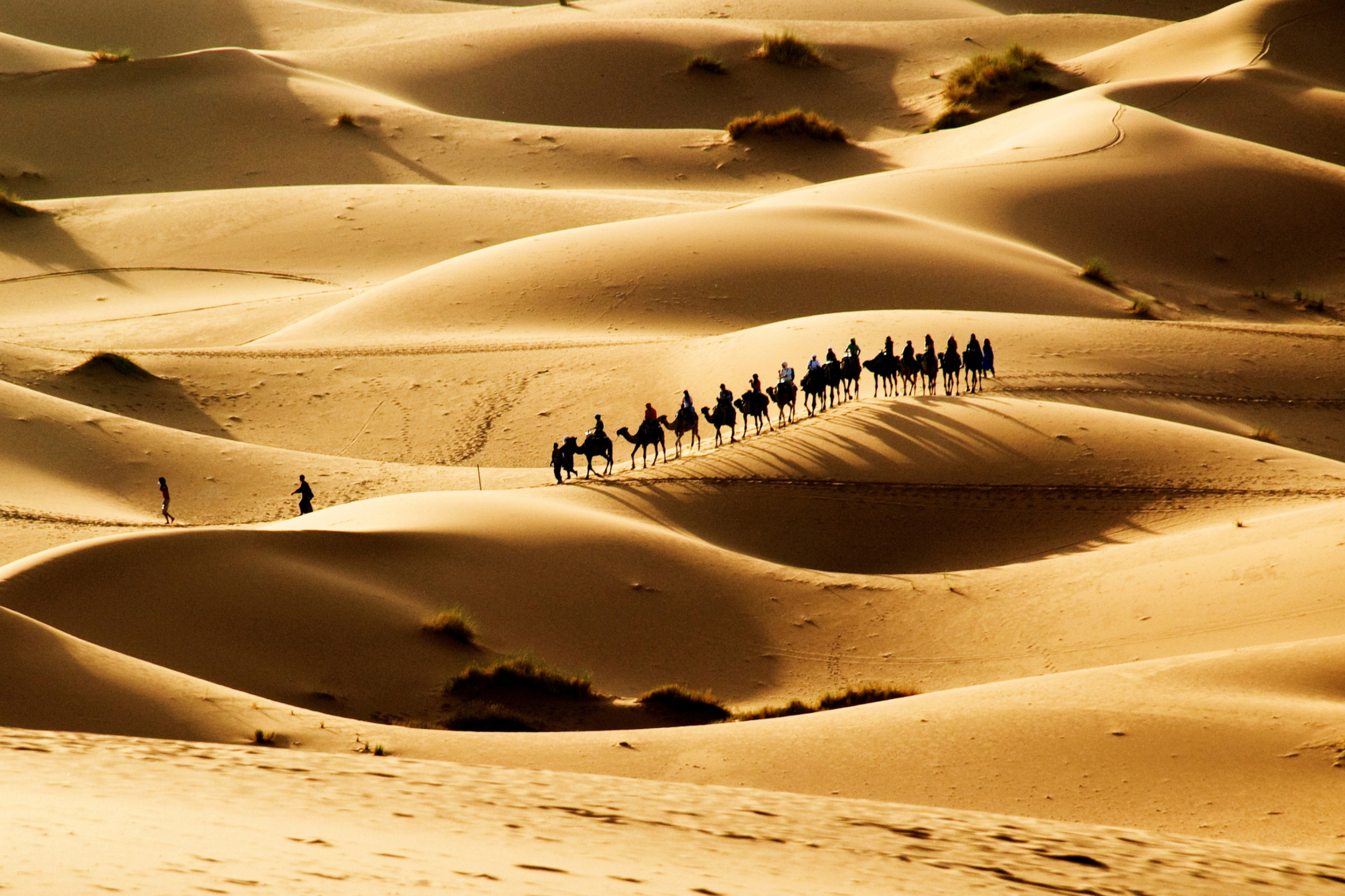 Обои Camel Caravan In Desert 2880x1920