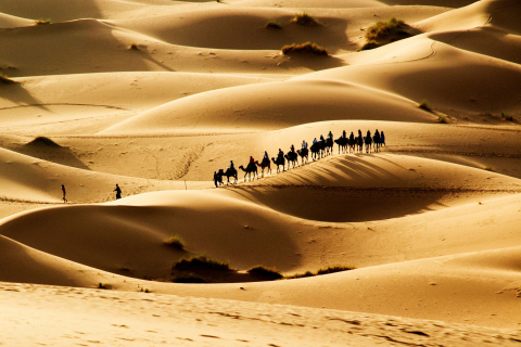 Das Camel Caravan In Desert Wallpaper 480x320