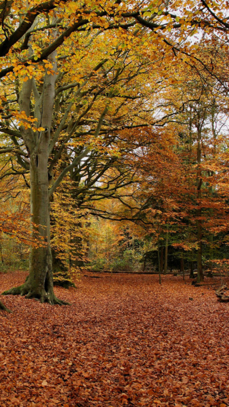 Das Autumn Forest Wallpaper 750x1334