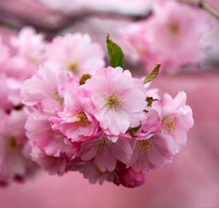 Cherry Flowers - Fondos de pantalla gratis para iPad Air