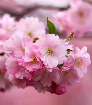 Cherry Flowers - Obrázkek zdarma pro 640x960