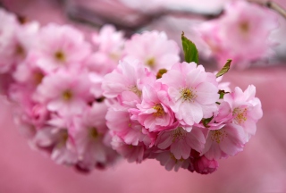 Cherry Flowers - Obrázkek zdarma pro 176x144
