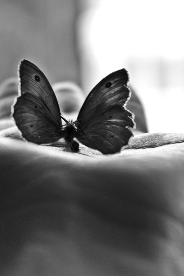 Fondo de pantalla Butterfly In Hand 640x960