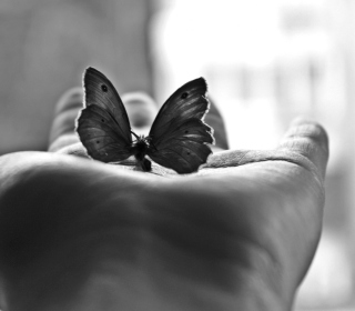 Kostenloses Butterfly In Hand Wallpaper für iPad 3