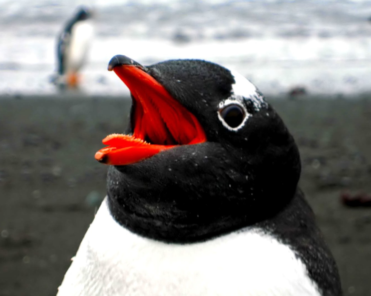 Обои Penguin Close Up 1280x1024