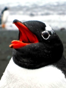 Penguin Close Up screenshot #1 132x176