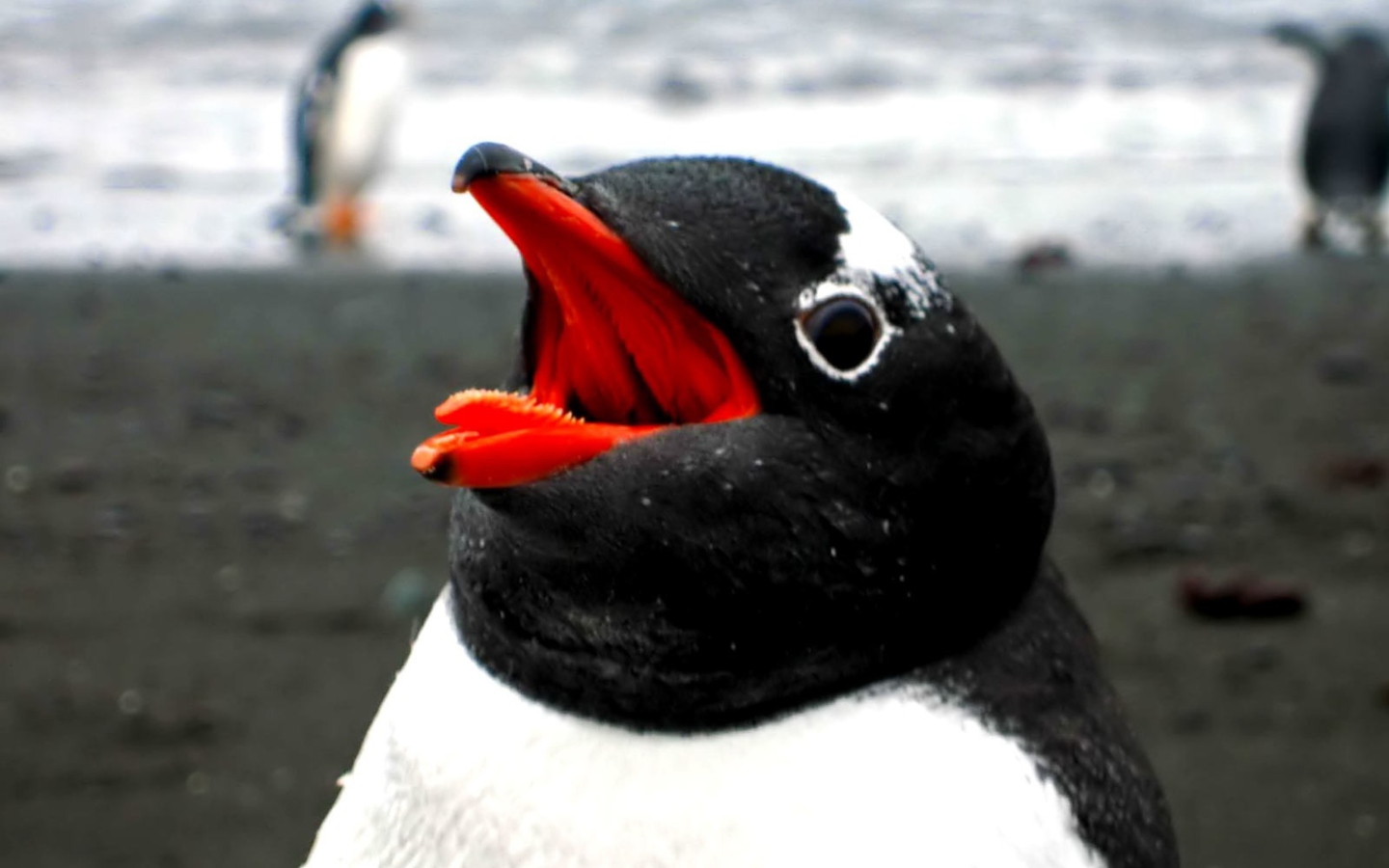 Penguin Close Up screenshot #1 1440x900