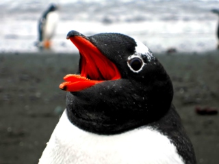 Screenshot №1 pro téma Penguin Close Up 320x240