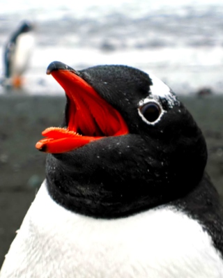 Penguin Close Up - Obrázkek zdarma pro 176x220