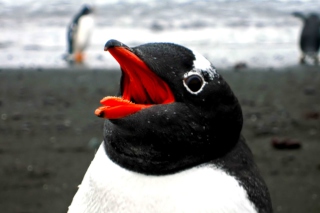 Penguin Close Up Picture for Android, iPhone and iPad