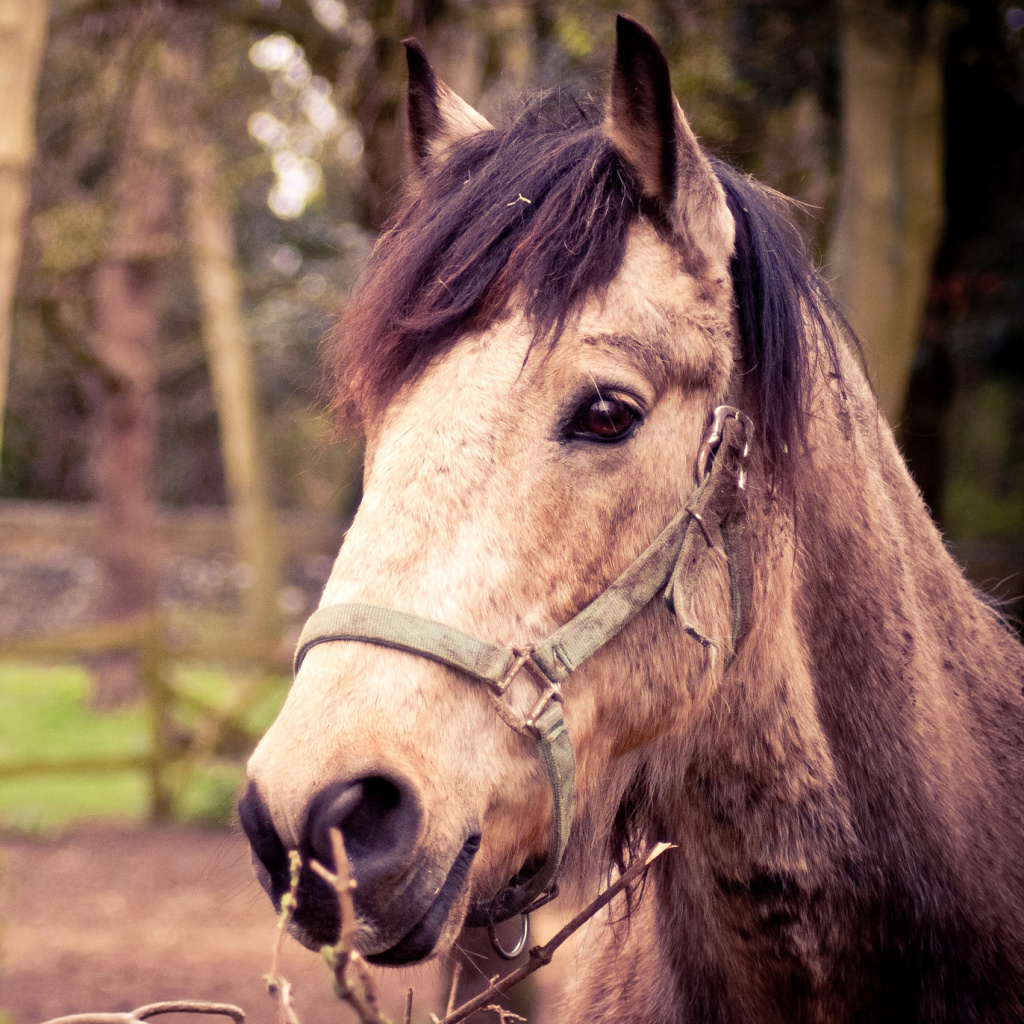 Screenshot №1 pro téma Horse Portrait 1024x1024