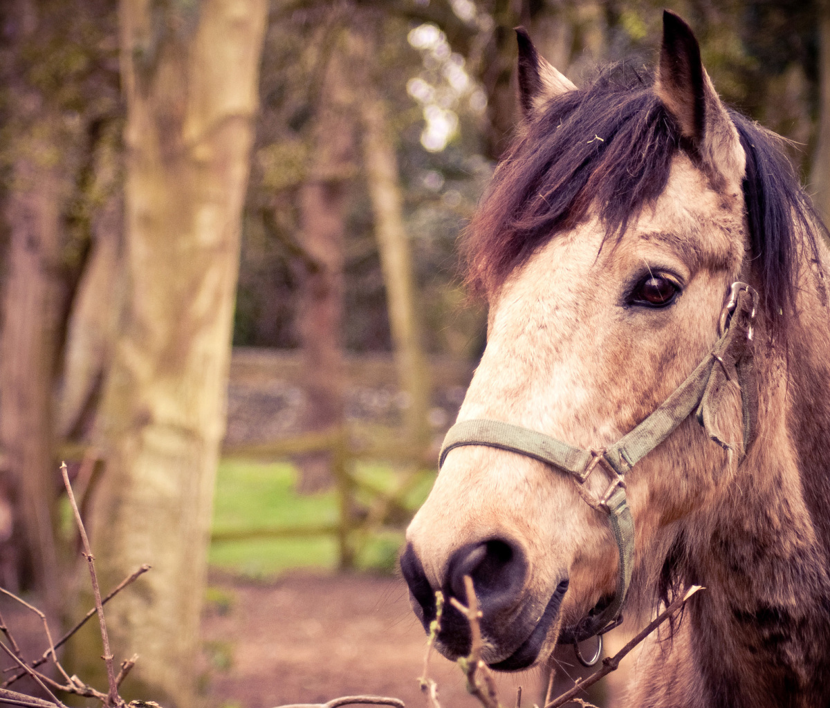 Fondo de pantalla Horse Portrait 1200x1024