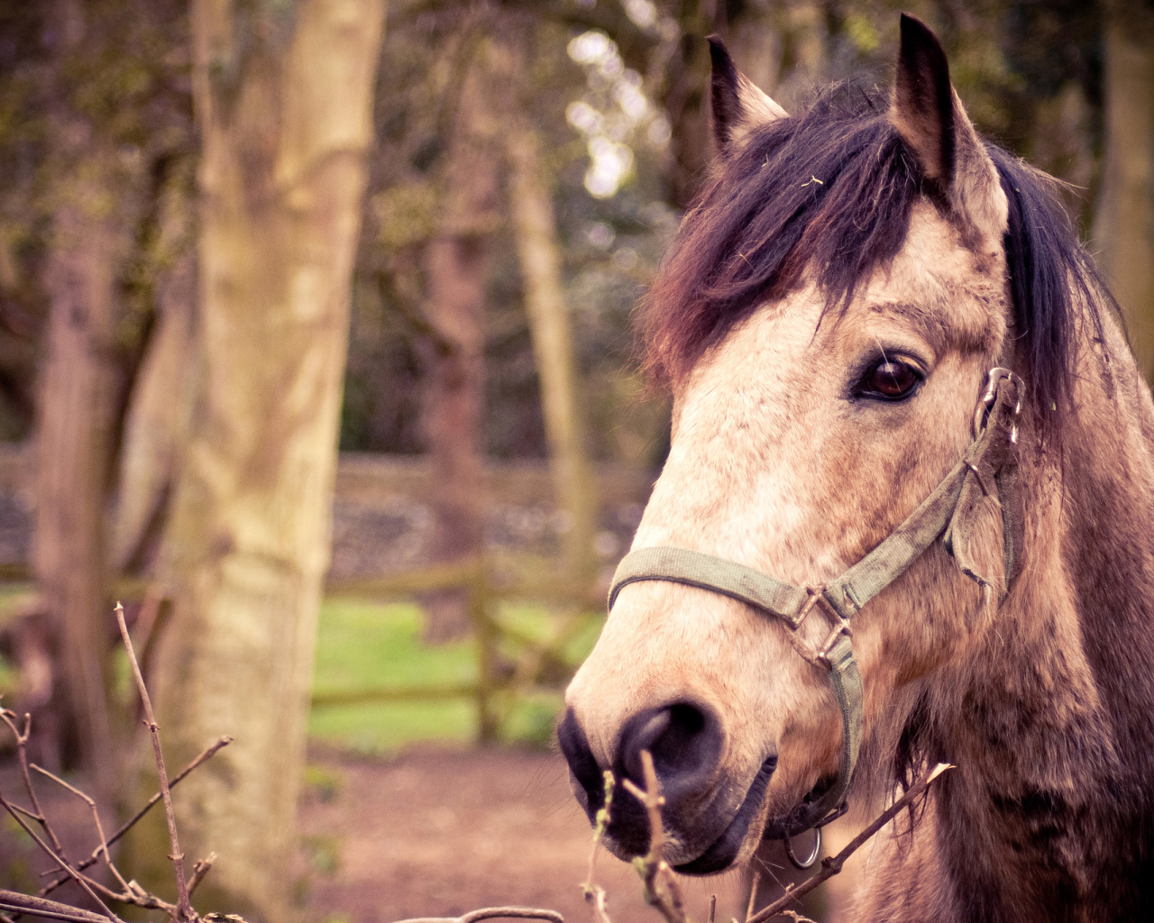 Fondo de pantalla Horse Portrait 1280x1024