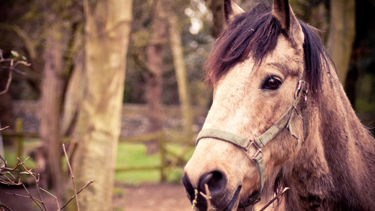 Screenshot №1 pro téma Horse Portrait 1280x720