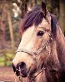 Horse Portrait screenshot #1 128x160