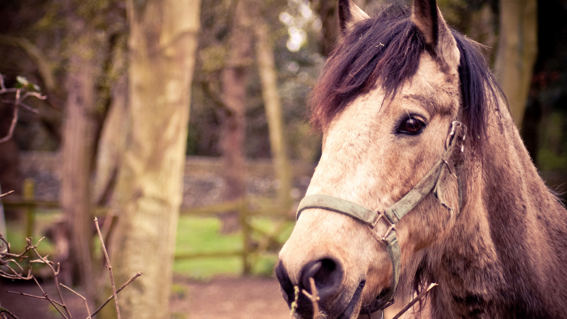 Horse Portrait wallpaper 1920x1080