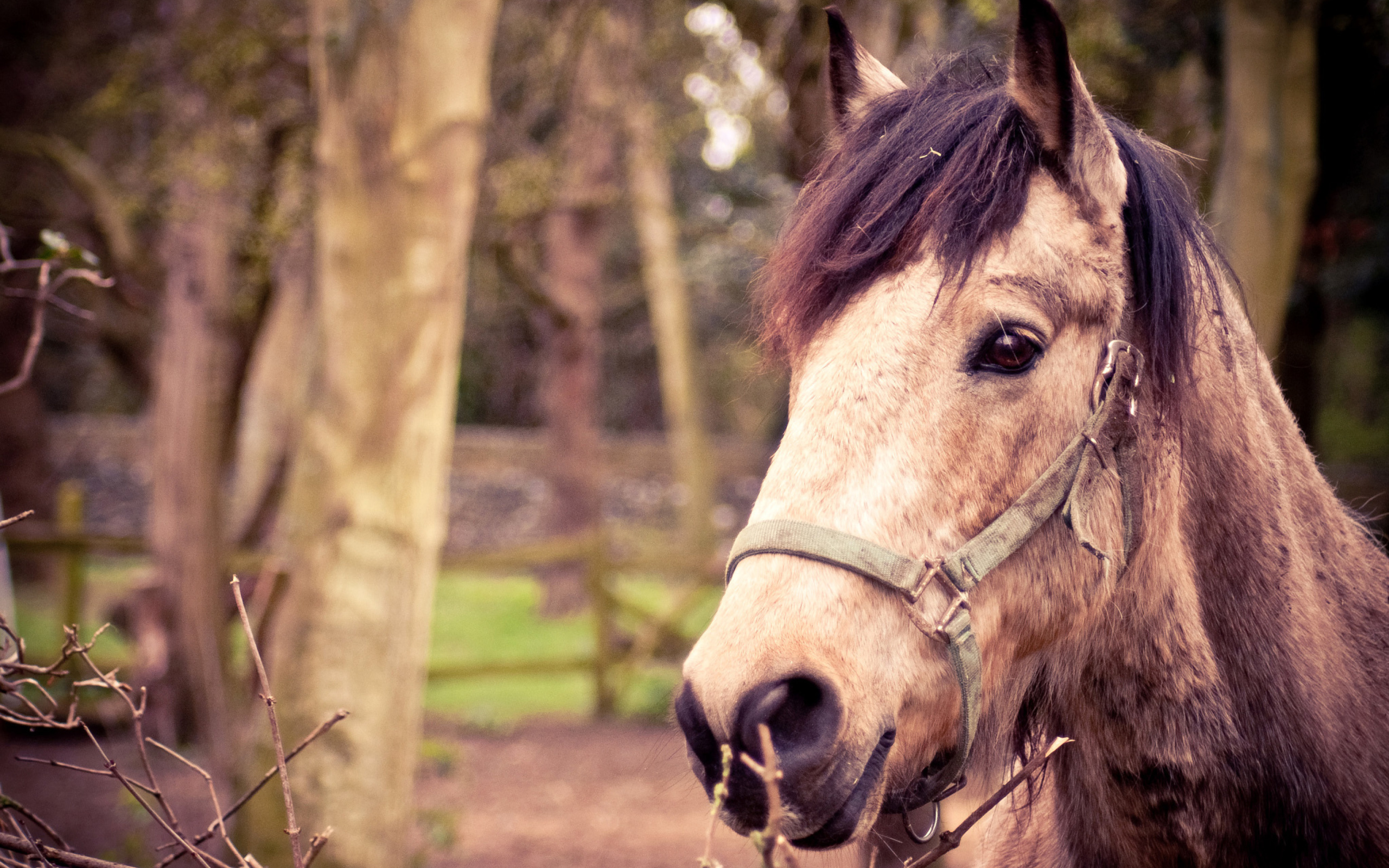 Обои Horse Portrait 2560x1600