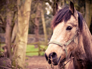 Fondo de pantalla Horse Portrait 320x240