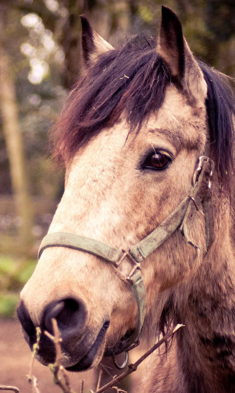 Fondo de pantalla Horse Portrait 480x800