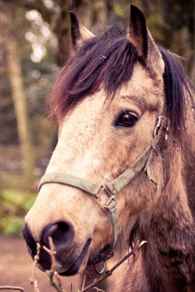Обои Horse Portrait 640x960