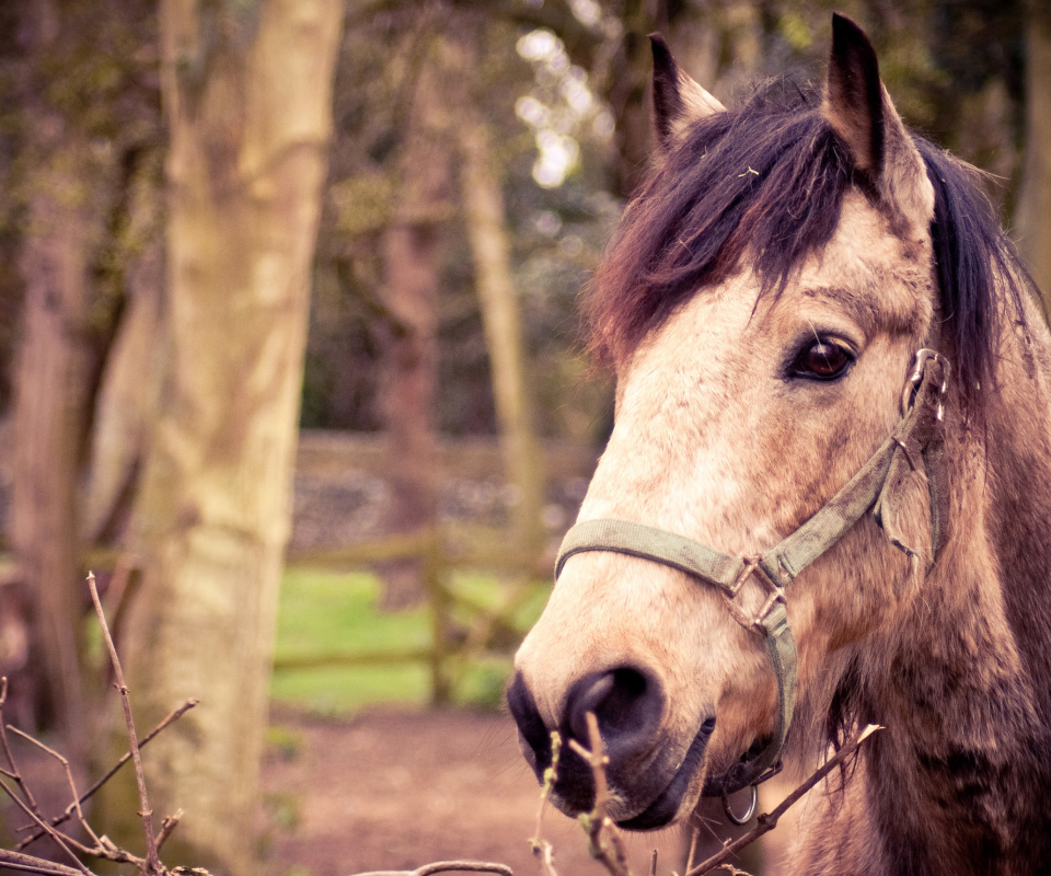 Обои Horse Portrait 960x800