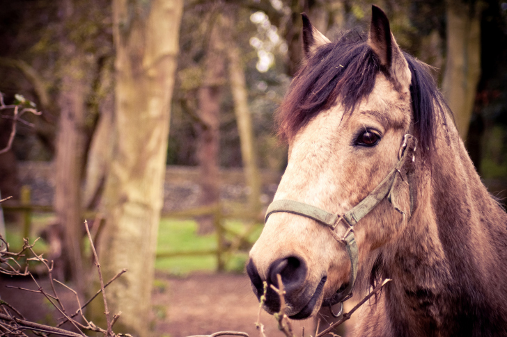 Fondo de pantalla Horse Portrait
