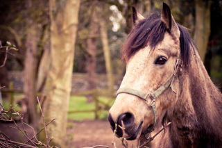 Kostenloses Horse Portrait Wallpaper für Android, iPhone und iPad