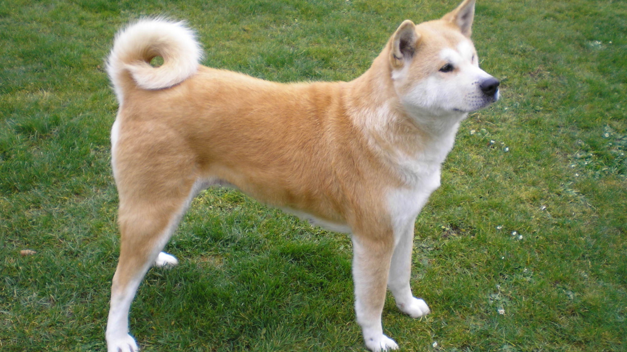 Fondo de pantalla Akita Inu Dog 1280x720