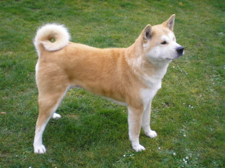 Sfondi Akita Inu Dog 320x240