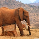 Sfondi Elephant 128x128