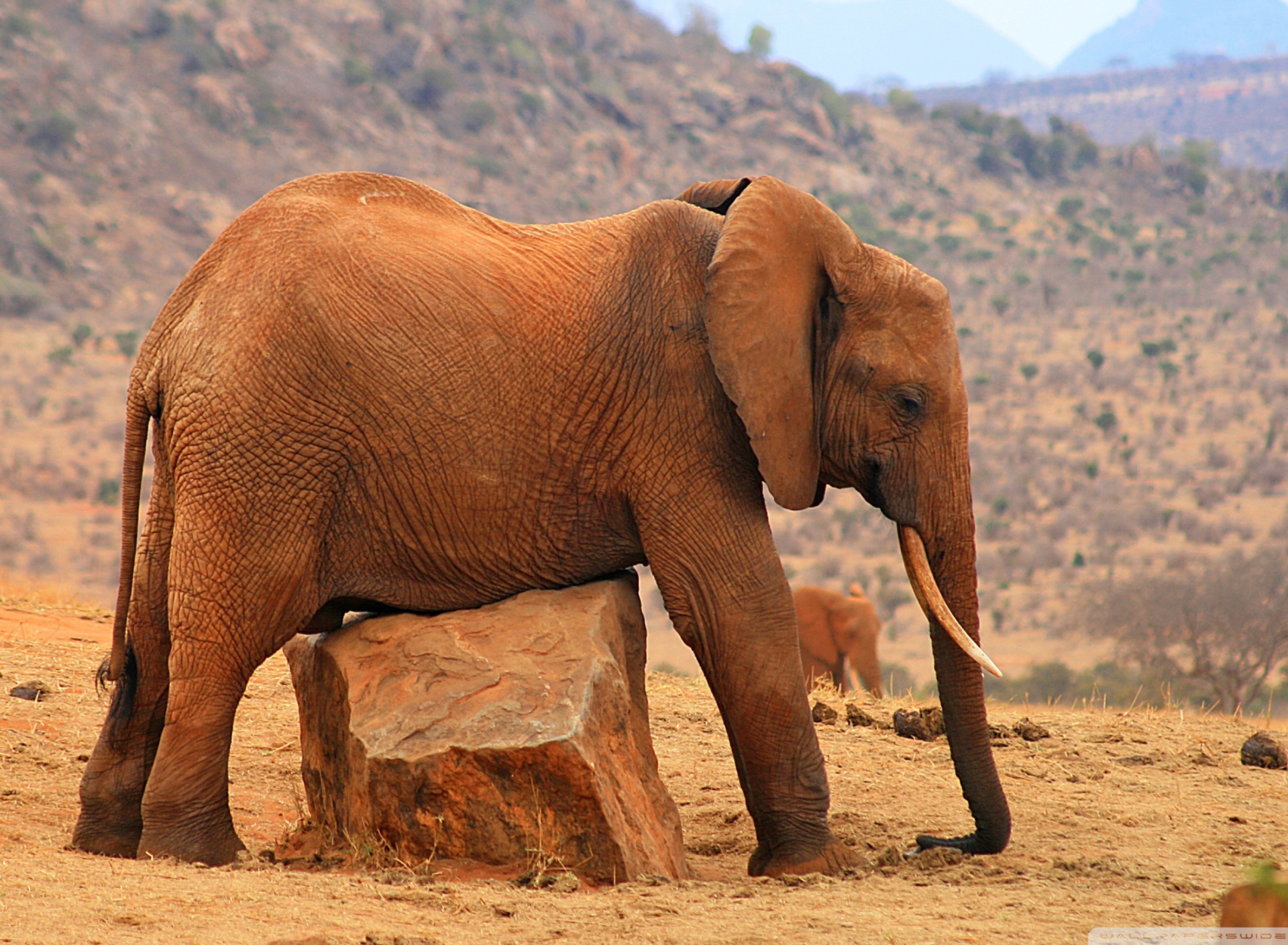 Sfondi Elephant 1920x1408