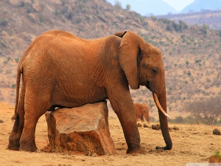 Sfondi Elephant 320x240