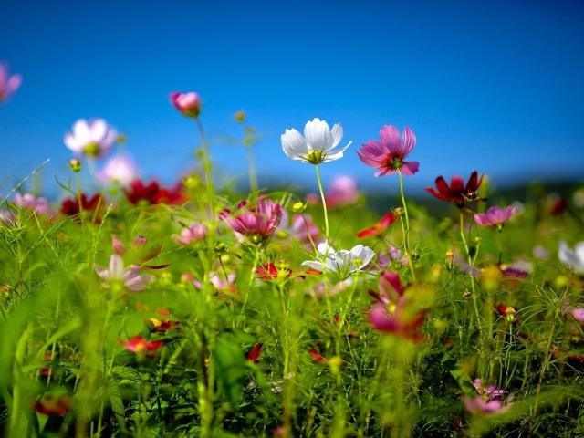 Das Wildflowers Wallpaper 640x480