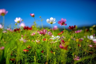 Wildflowers sfondi gratuiti per cellulari Android, iPhone, iPad e desktop