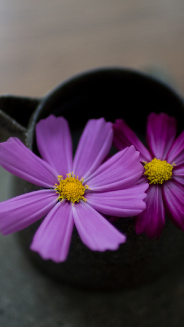 Sfondi Purple Flowers 640x1136