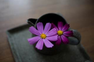 Purple Flowers - Obrázkek zdarma 