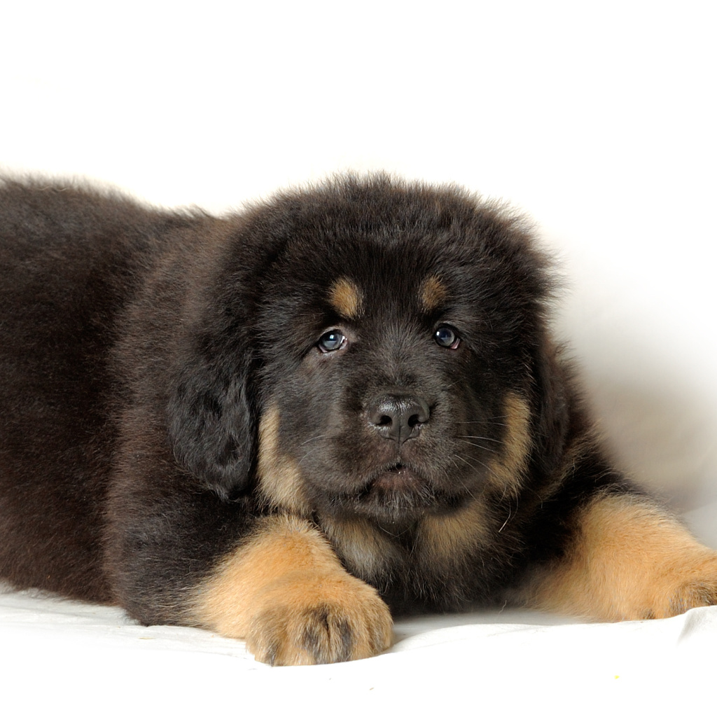 Das Tibetan Mastiff Puppy Wallpaper 1024x1024