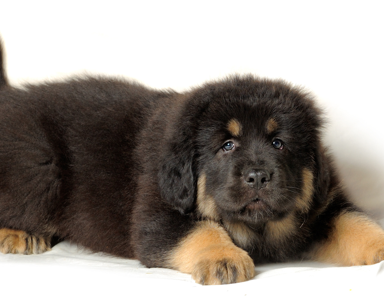 Screenshot №1 pro téma Tibetan Mastiff Puppy 1280x1024