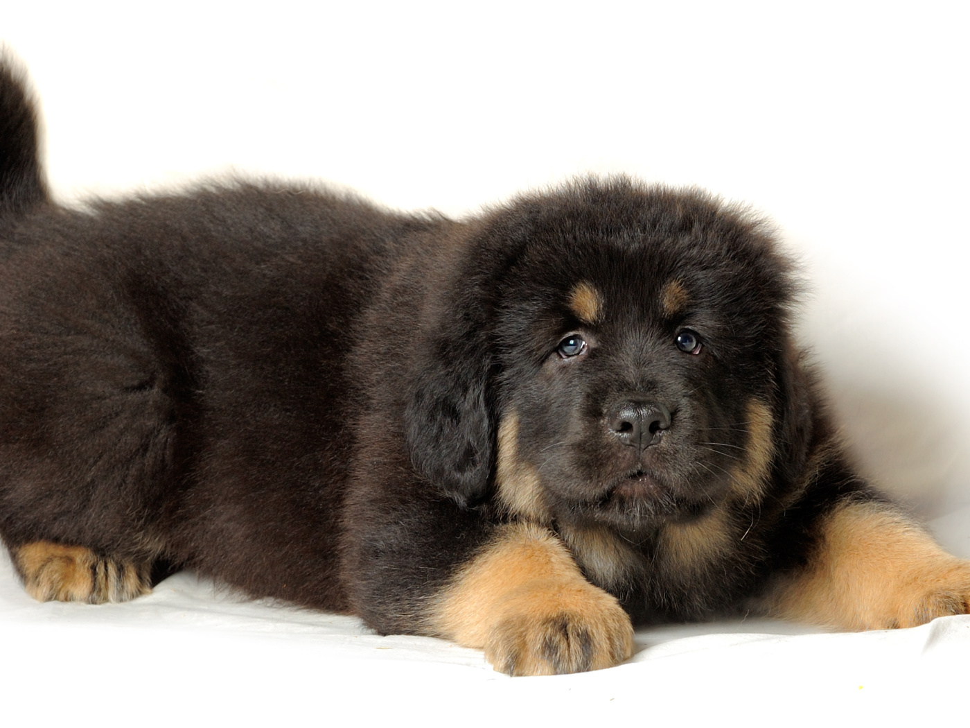 Screenshot №1 pro téma Tibetan Mastiff Puppy 1400x1050