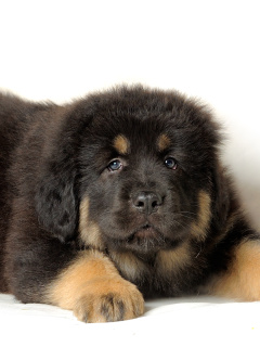 Screenshot №1 pro téma Tibetan Mastiff Puppy 240x320